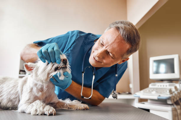 Best Emergency Treatment for Dental Infections or Abscesses in Windsor, IL